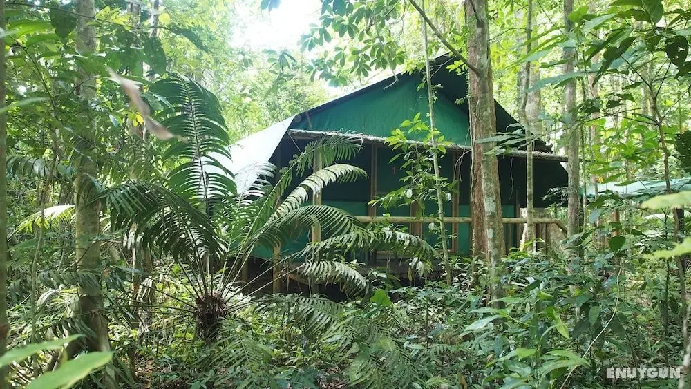 Daintree Crocodylus - Öne Çıkan Resim