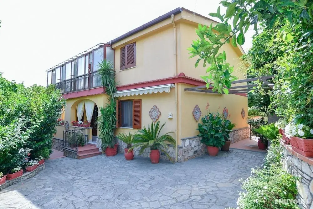 Daisy House - Öne Çıkan Resim