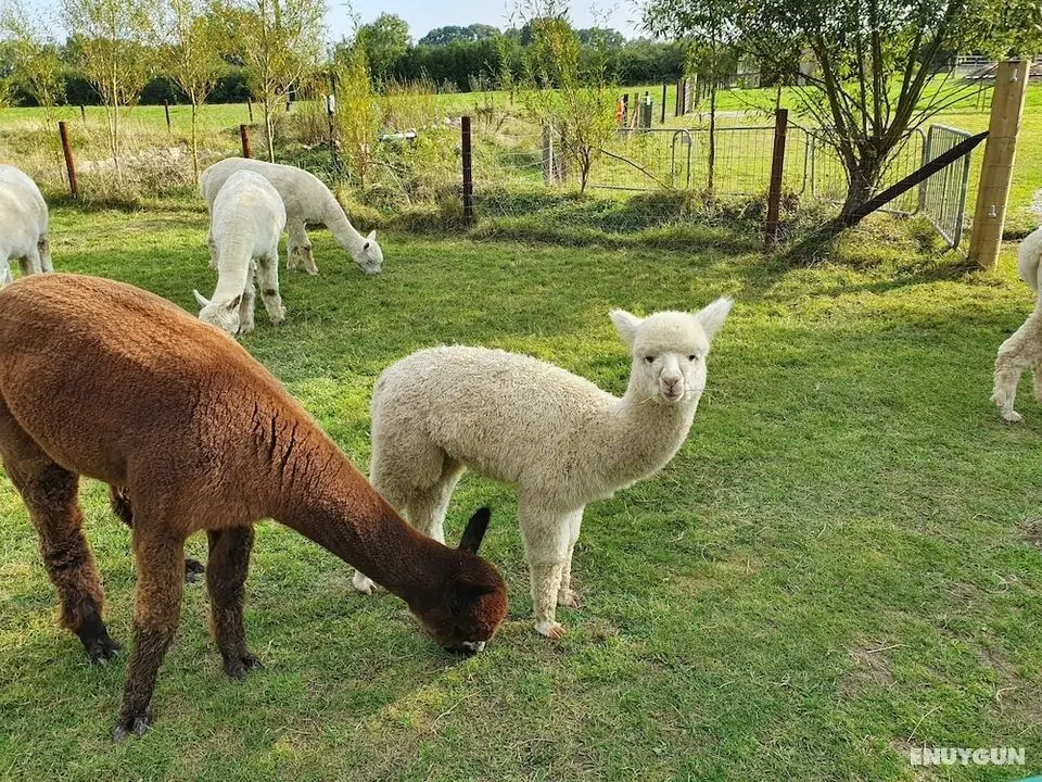 Dartmoor Reach Alpaca Farm - Öne Çıkan Resim