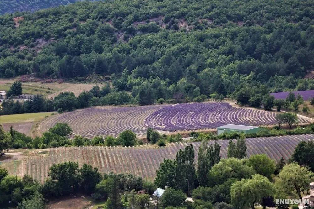 Domaine des Gendalis - Dış Mekan