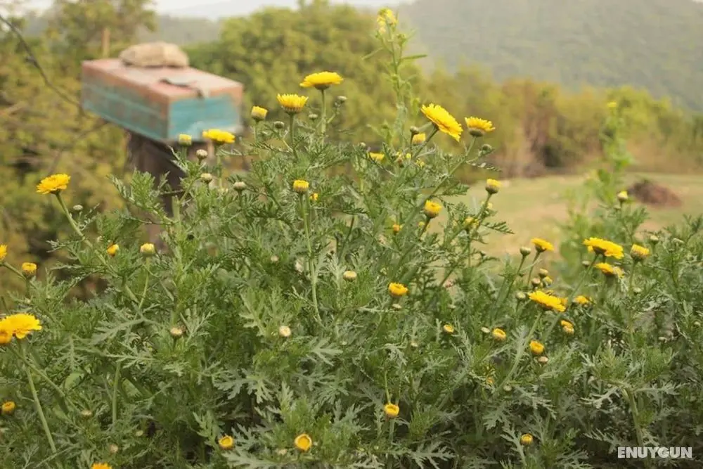 Double Rainbow Organic Farm - Öne Çıkan Resim