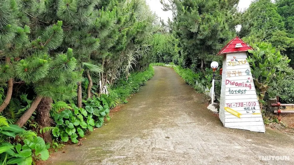 Dreaming Forest - Öne Çıkan Resim