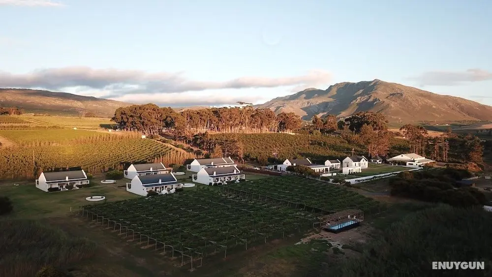 Endless Vineyards at Wildekrans Wine Estate - Öne Çıkan Resim