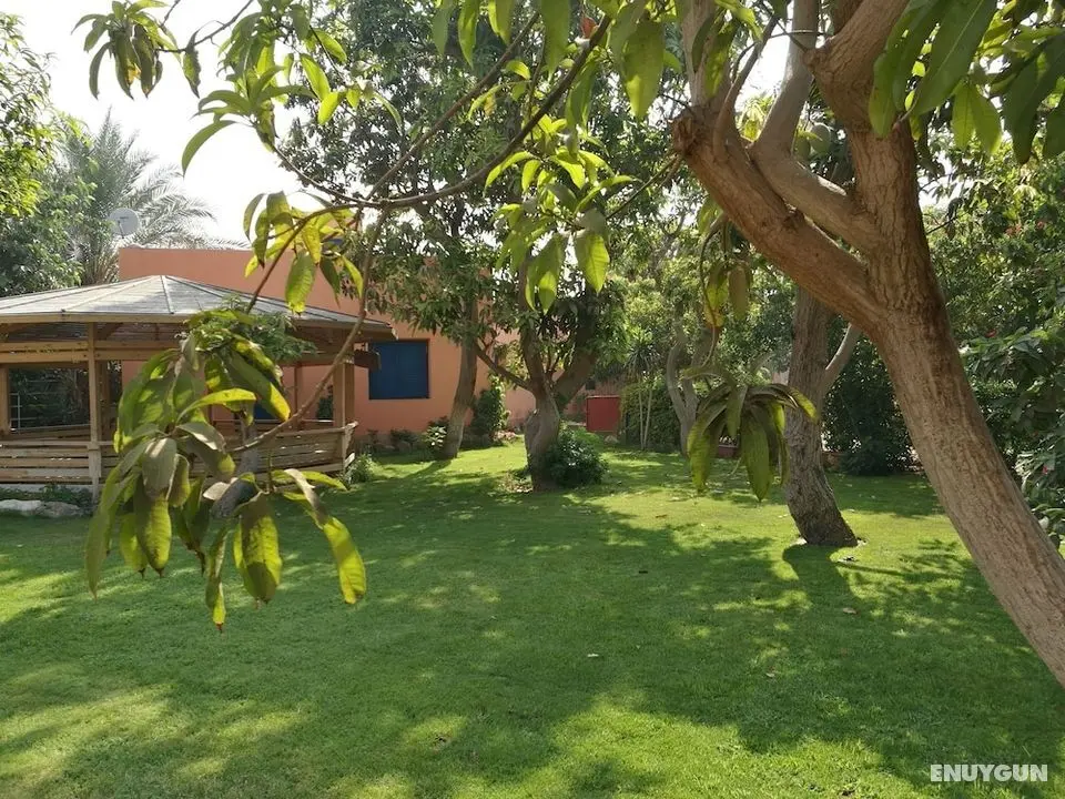 Equestrian guest house - Pyramids Egypt - Öne Çıkan Resim
