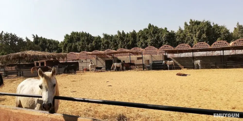 Equestrian lodge - Pyramids Egypt - Dış Mekan