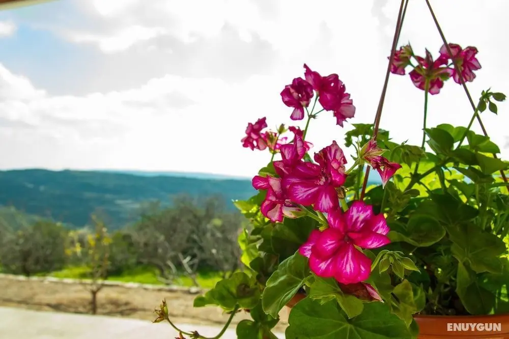 Erigone Cottage - Beautiful Ambiance - Öne Çıkan Resim