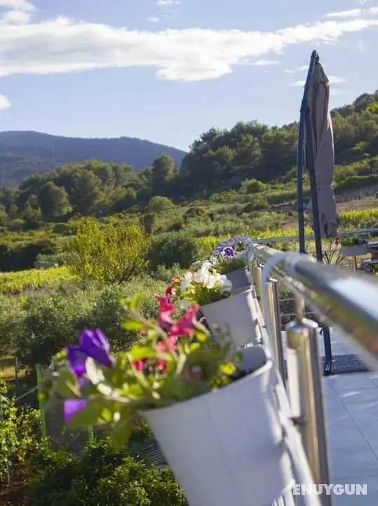 Filip - Vineyard and Large Terrace - SA2 Rozi - Öne Çıkan Resim