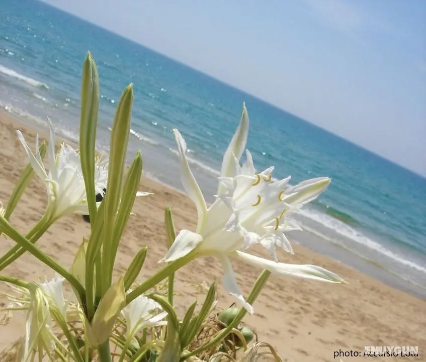 Villa Fiori Beach - Öne Çıkan Resim