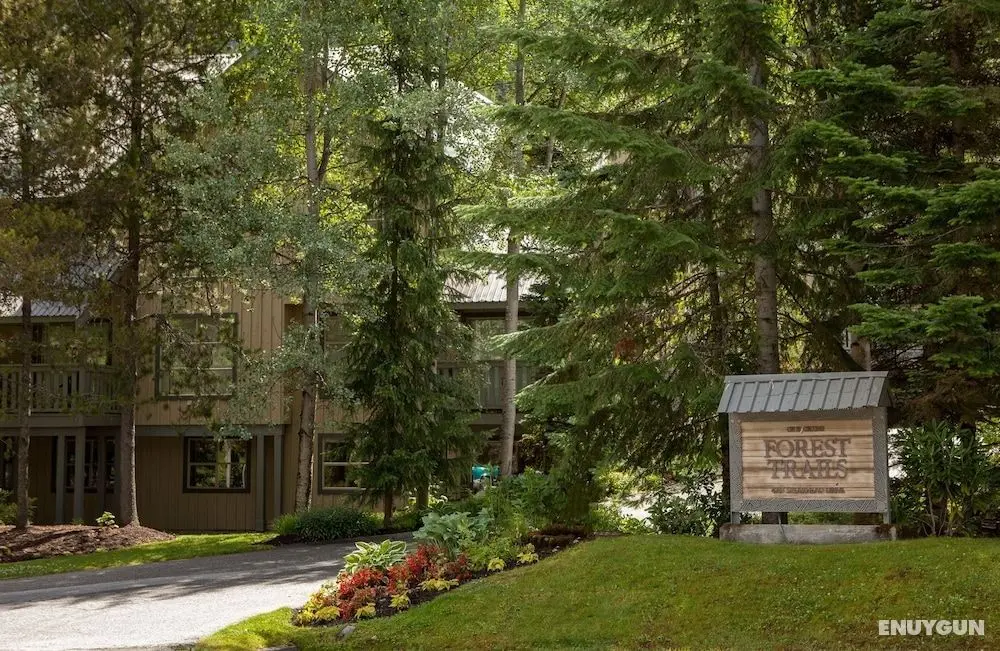 Forest Trails by Whistler Premier - Öne Çıkan Resim