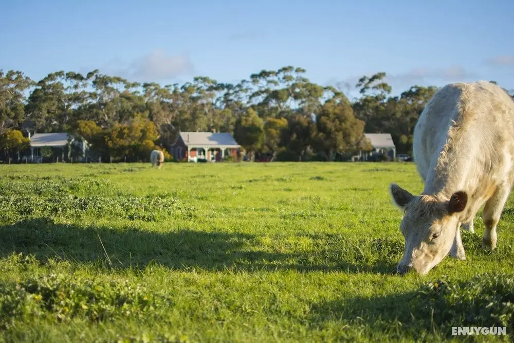 Freshwater Creek Cottages and Farm Stay - Öne Çıkan Resim
