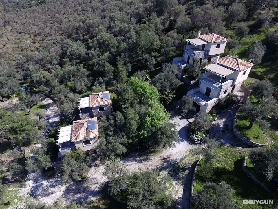 Gera's Olive Grove - Öne Çıkan Resim