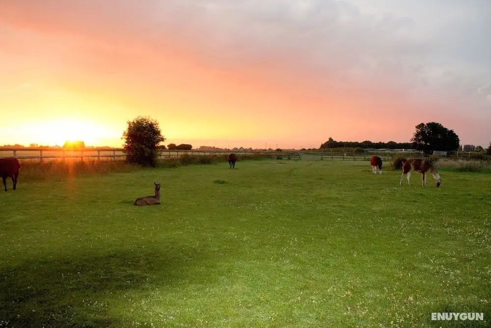 Glamping With Llamas - Öne Çıkan Resim