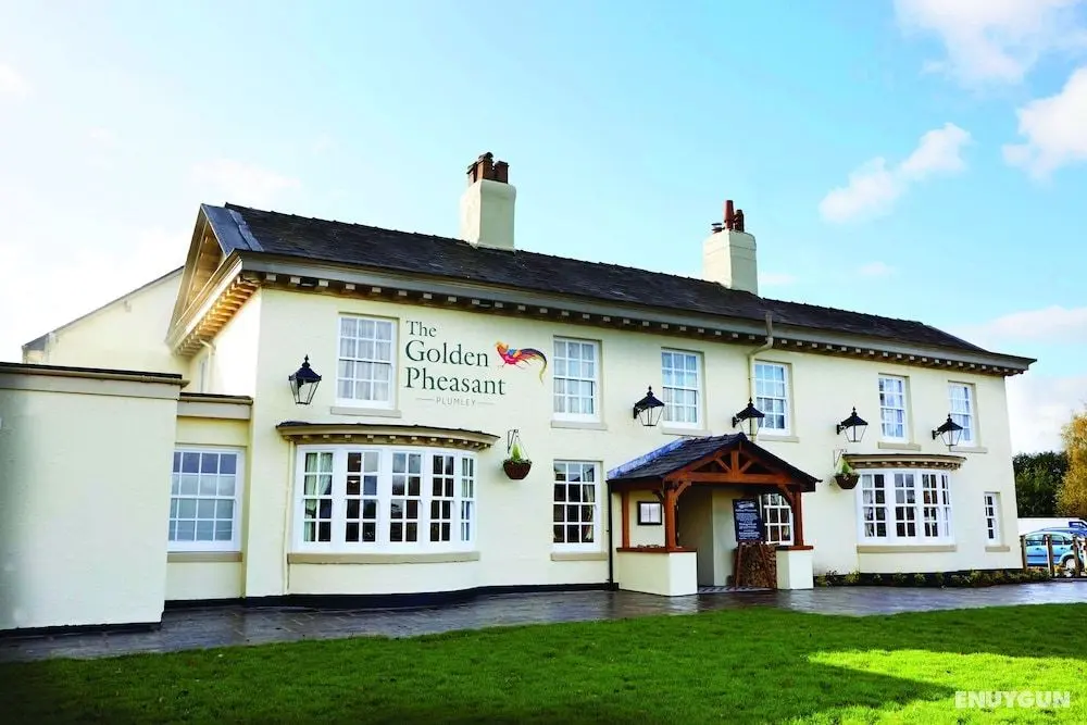 The Golden Pheasant - Öne Çıkan Resim