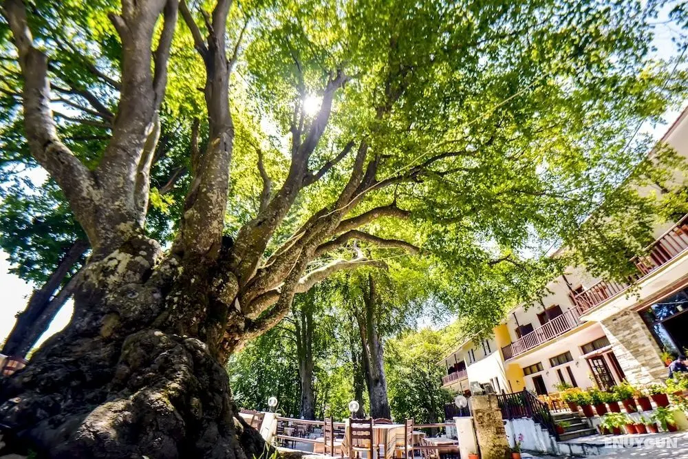 Hani Zisi Hotel - Öne Çıkan Resim