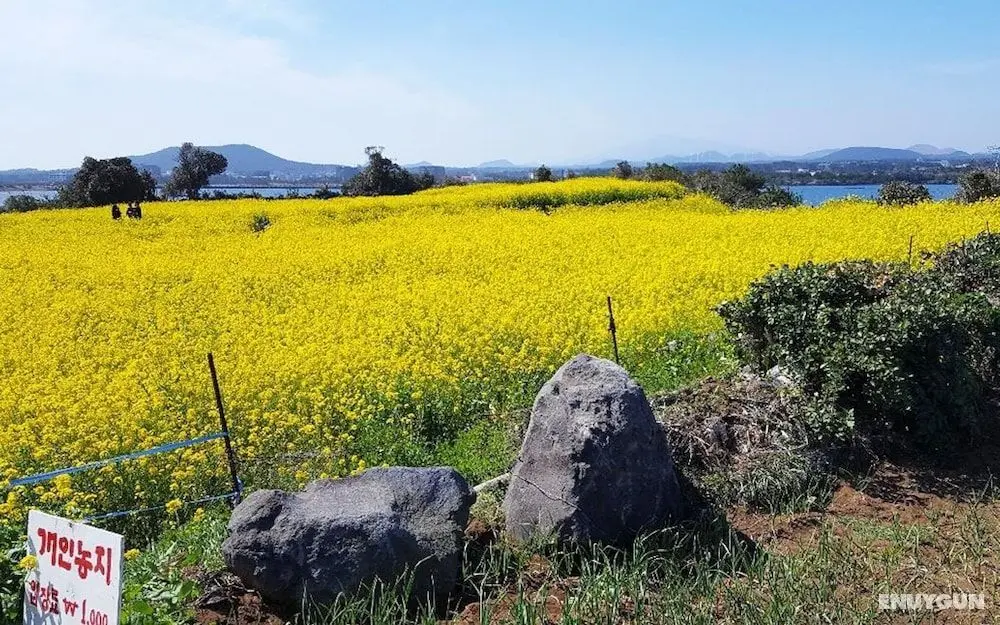 Jeju Sunflower Guest House - Öne Çıkan Resim