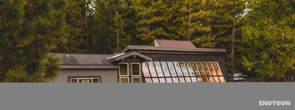 Kelly - Sugar Pine in Incline Village - Oda