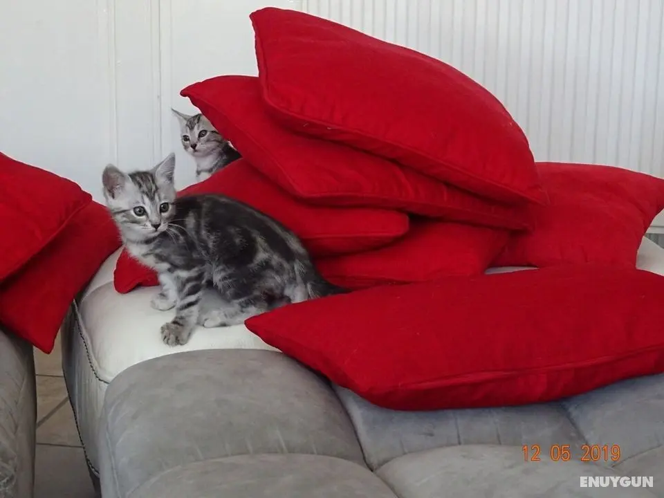 La Ferme aux Chats - Öne Çıkan Resim