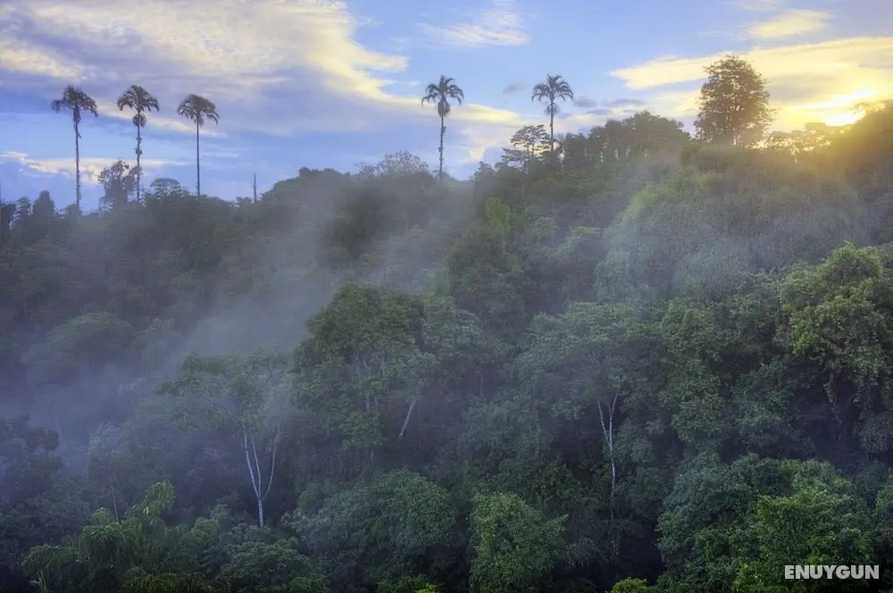 Las Cruces Biological Station - Oda Manzaraları