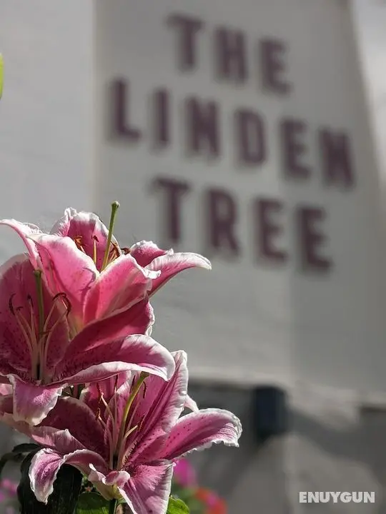 The Linden Tree - Öne Çıkan Resim