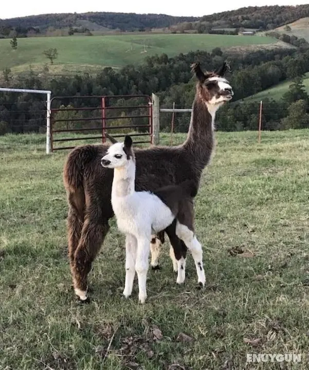 Llama House - Öne Çıkan Resim