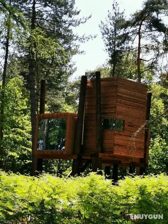 Luxury Tree Loft Tree Cabin for 4 People 4 - Öne Çıkan Resim