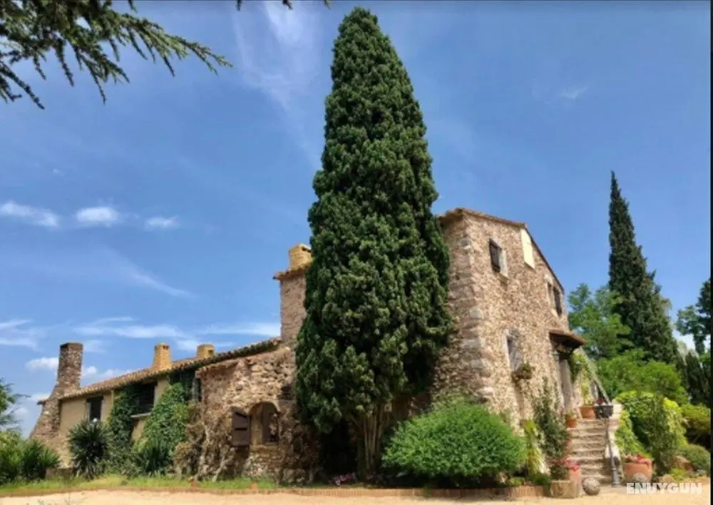 Masia Mimosa - Öne Çıkan Resim