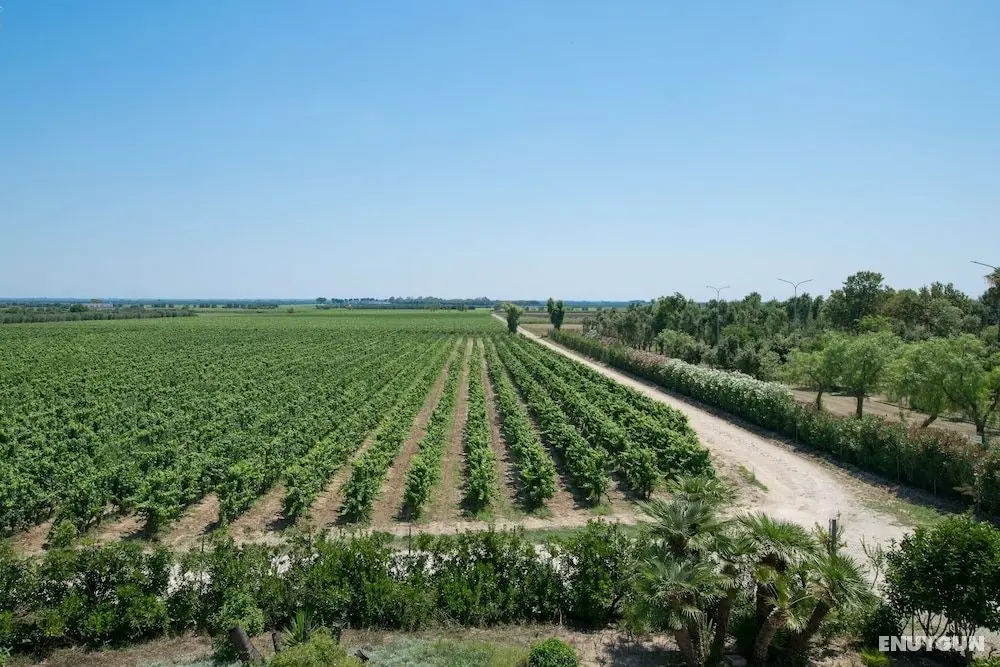 Masseria Mazzetta Salento - Şaraphane