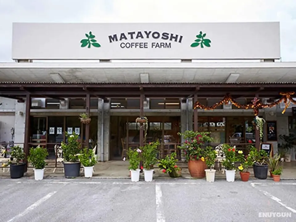 Matayoshi Coffee Farm - Öne Çıkan Resim