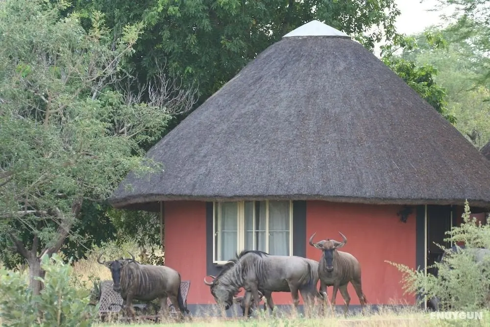 Mohlabetsi Safari Lodge - Öne Çıkan Resim