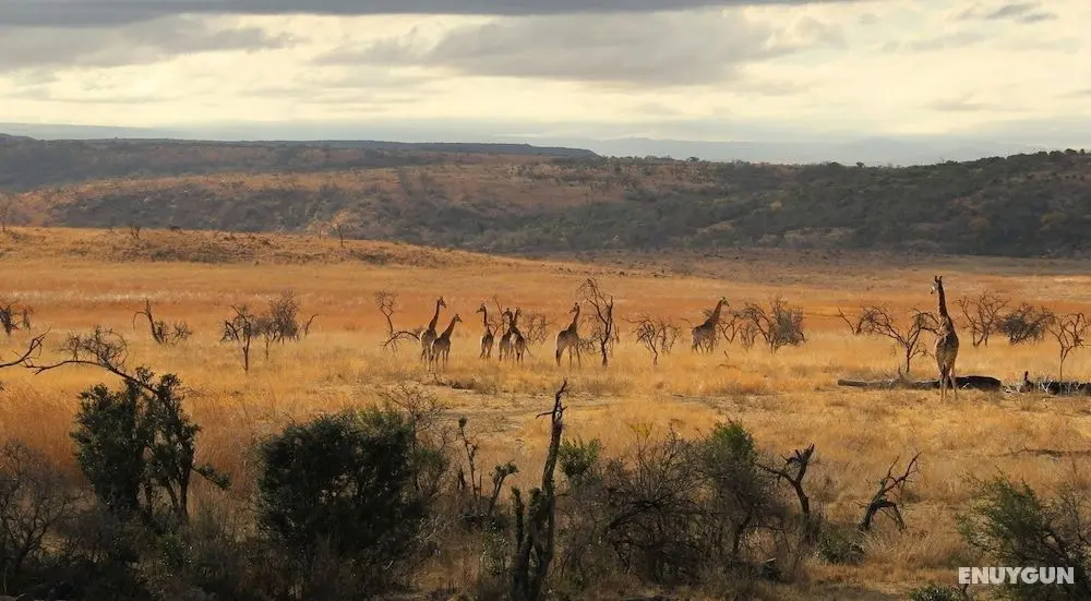 Nambiti Plains Private Game Lodge - Dış Mekan