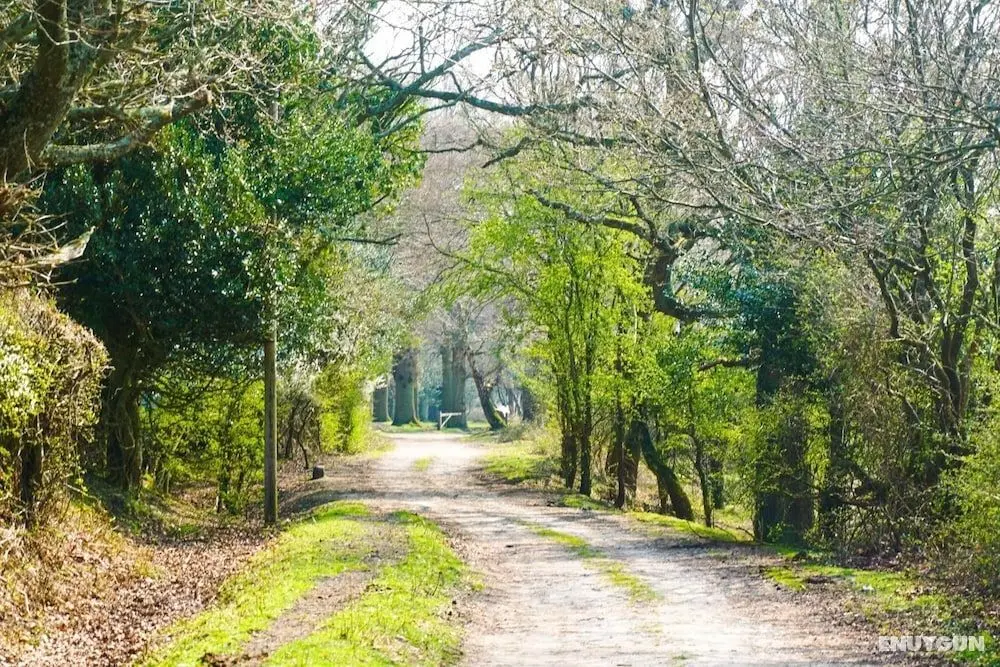New Forest Lodge - Dış Mekan