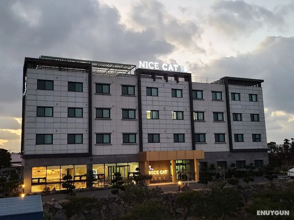 Nice Cat Hotel & Guest House - Öne Çıkan Resim