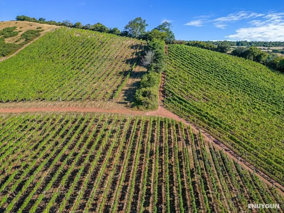 Old Walls Vineyard - Dış Mekan