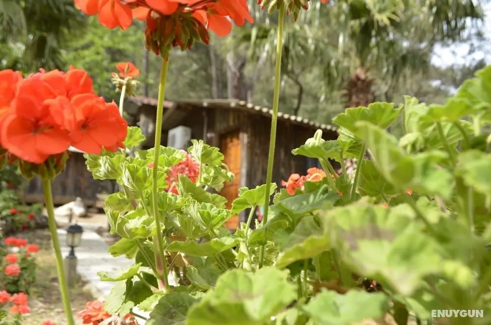 Olimpos Mercan Bungalow - Dış Mekan