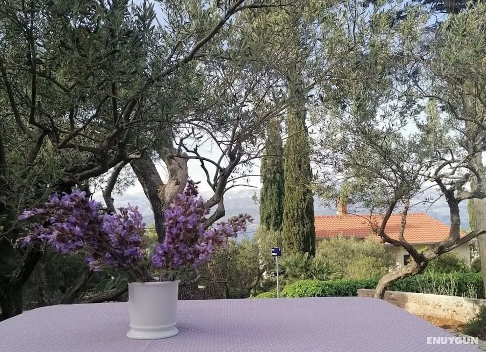 Olive - 150 m From sea - H - Öne Çıkan Resim