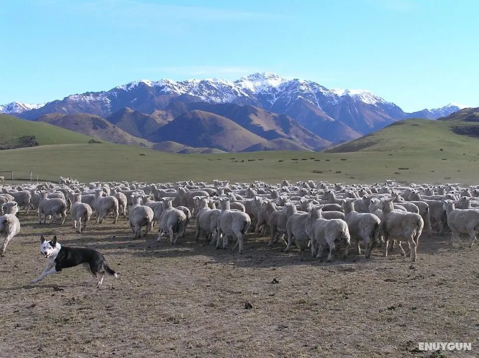 Pahau Downs High Quality Farmstay - Öne Çıkan Resim