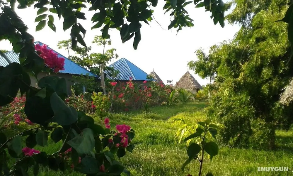 Paipai zanzibar - Öne Çıkan Resim