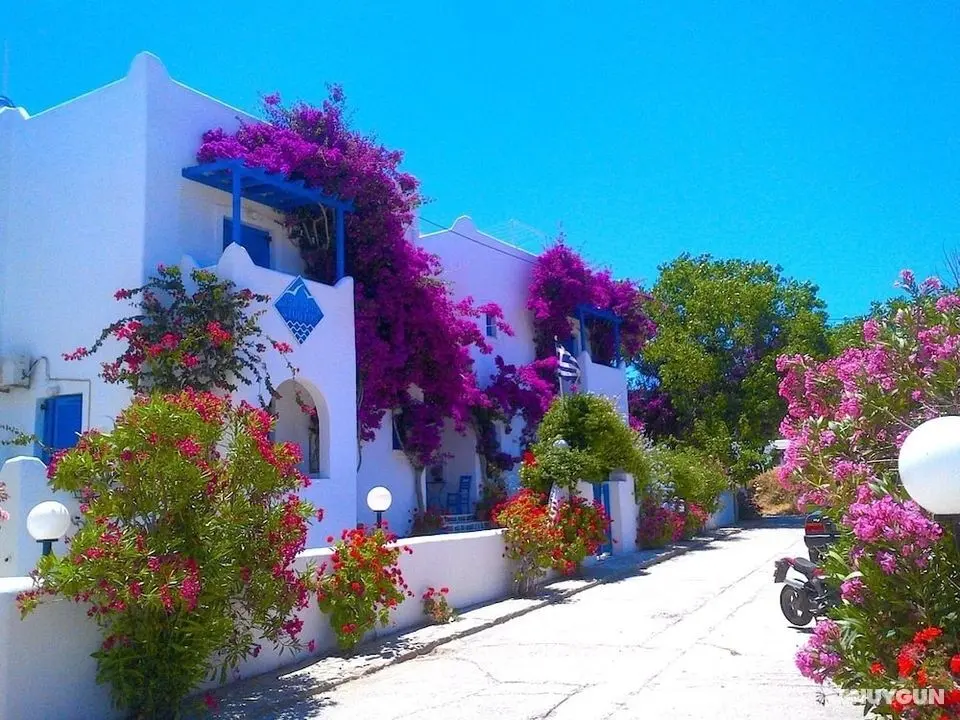 Pelagos Studios - Öne Çıkan Resim