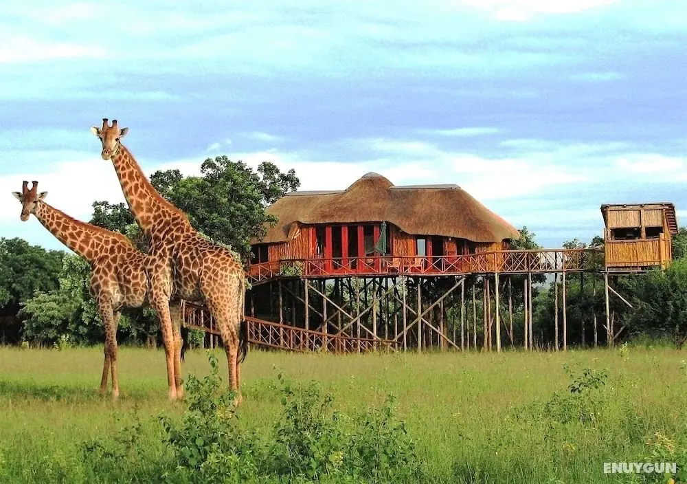 Pezulu Tree House Lodge - Öne Çıkan Resim