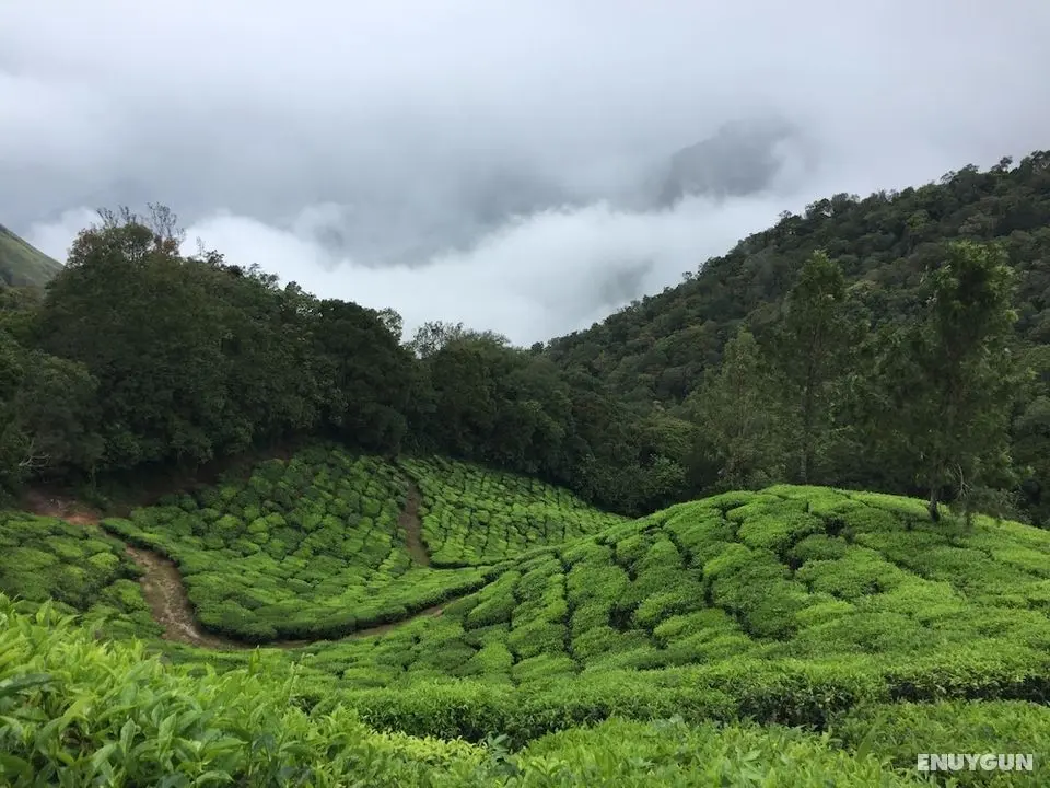 Pine Tree Munnar - Dış Mekanlar