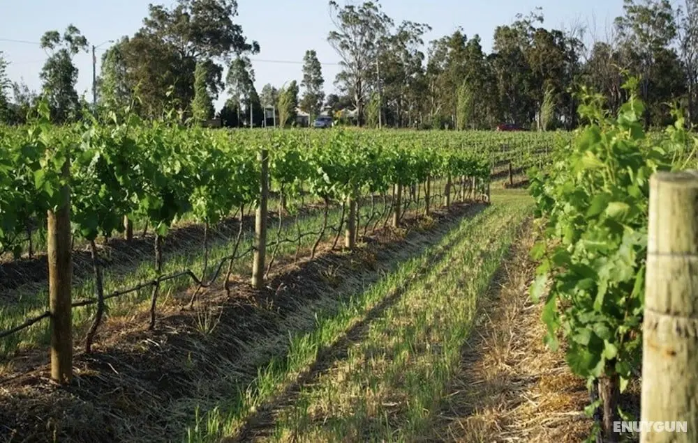 Renovated Cottage Aberdare Hunter Valley - Dış Mekan