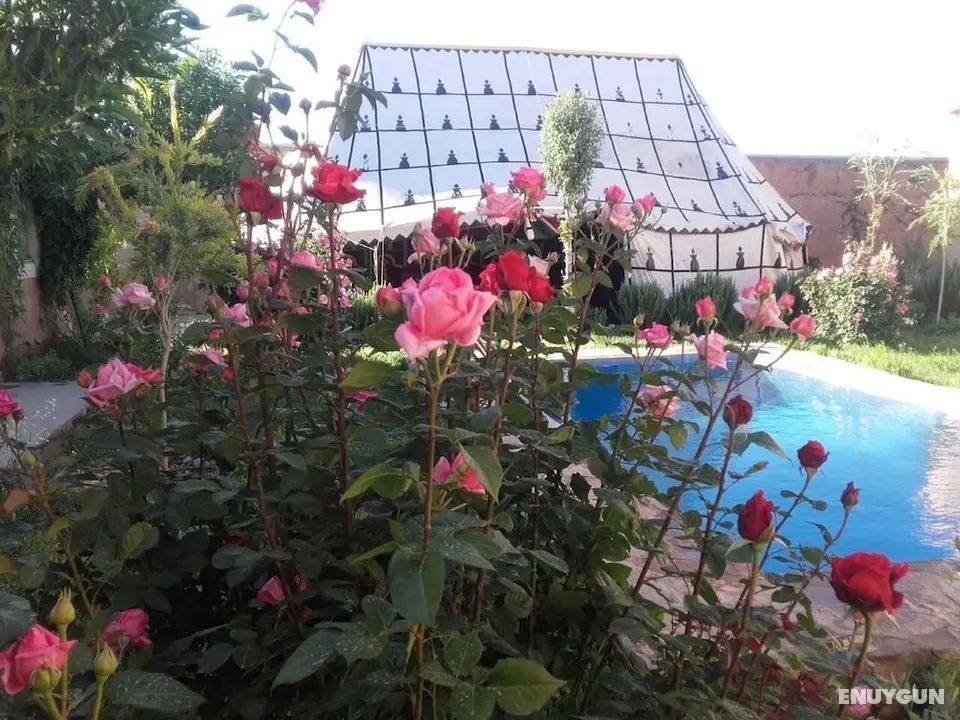 Riad Roses - Öne Çıkan Resim
