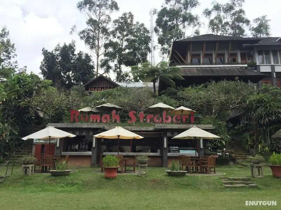 Rumah Stroberi Organic Farm and Lodge - Öne Çıkan Resim