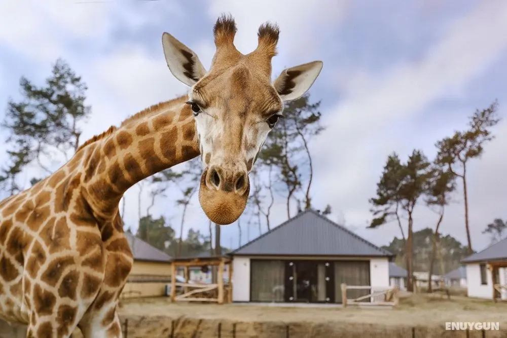 Safari Resort Beekse Bergen - Öne Çıkan Resim