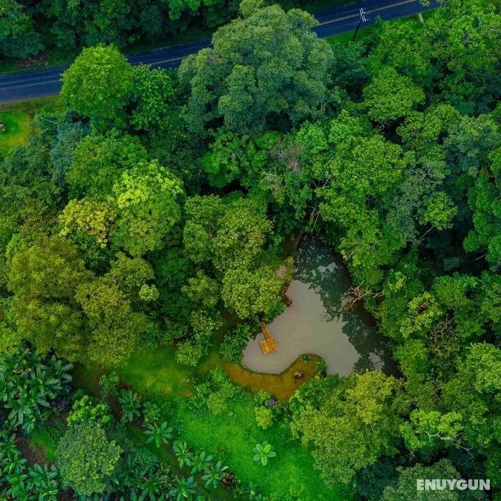 Santuario de Ranas Valle Azul - Öne Çıkan Resim