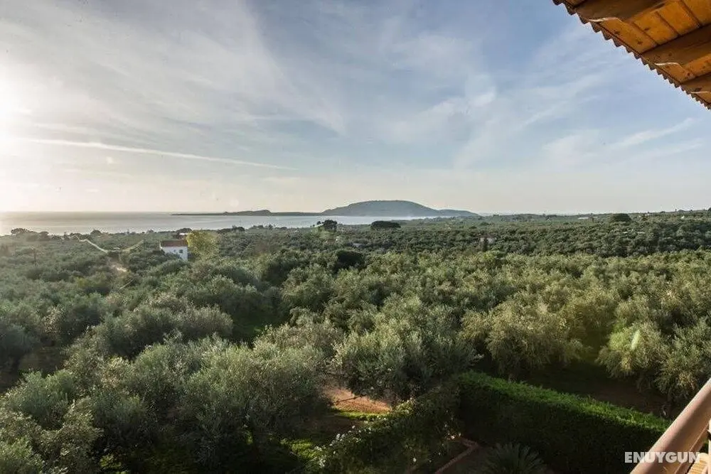 Seaview Flat In An Olive Grove By The Beach - Oda Manzaraları