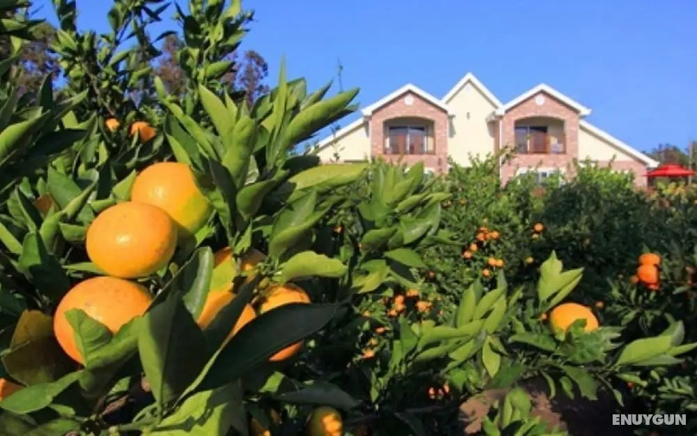 Seoguipo Lucky Clover Pension - Öne Çıkan Resim