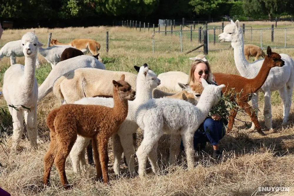 Silverstream Alpaca Farmstay and Tour - Öne Çıkan Resim