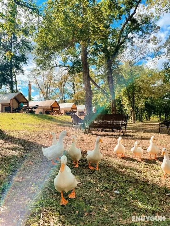 Son's Blue River Camp Glamping Cabin U - Öne Çıkan Resim