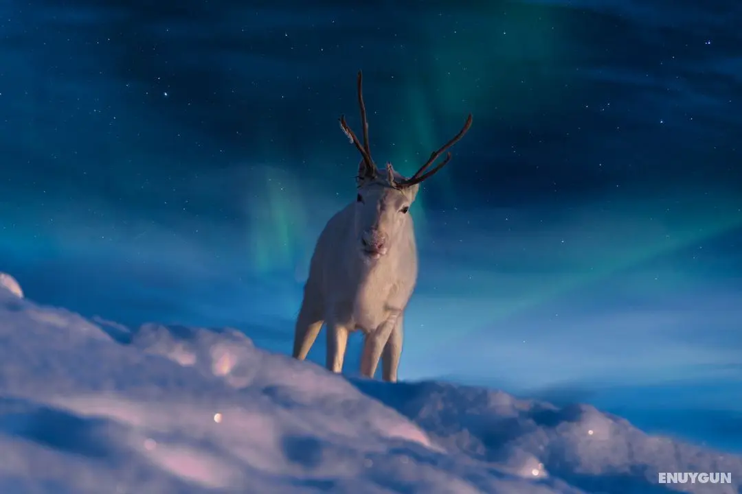Star Arctic Hotel - Genel